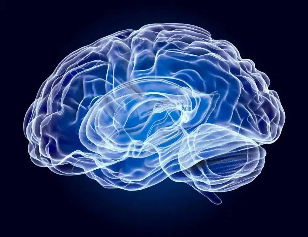 Shop the Neuro Supplements collection at Sacred Remedy Holistic Health & Wellness Store