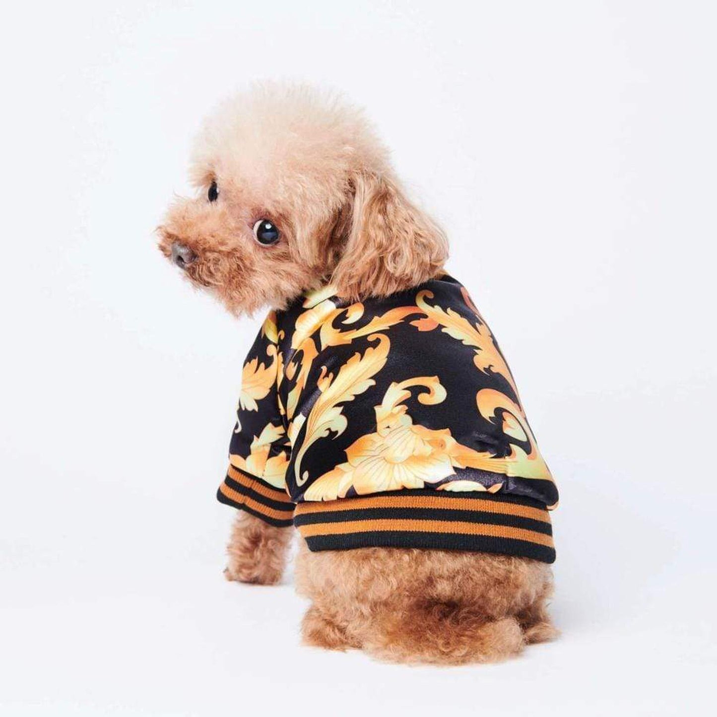 Gold & Black Insulated Dog Jacket - Varsity Style - Keep your sidekick always looking stylish with the Golden Printed Dog Jacket. This incredibly soft jacket is crafted from a lightweight fabric, allowing your pooch to stay comfortably cool whether you two are enjoying brunch on an outdoor patio, or binge-watching your favorite show on the couch! Buy Now at Sacred Remedy