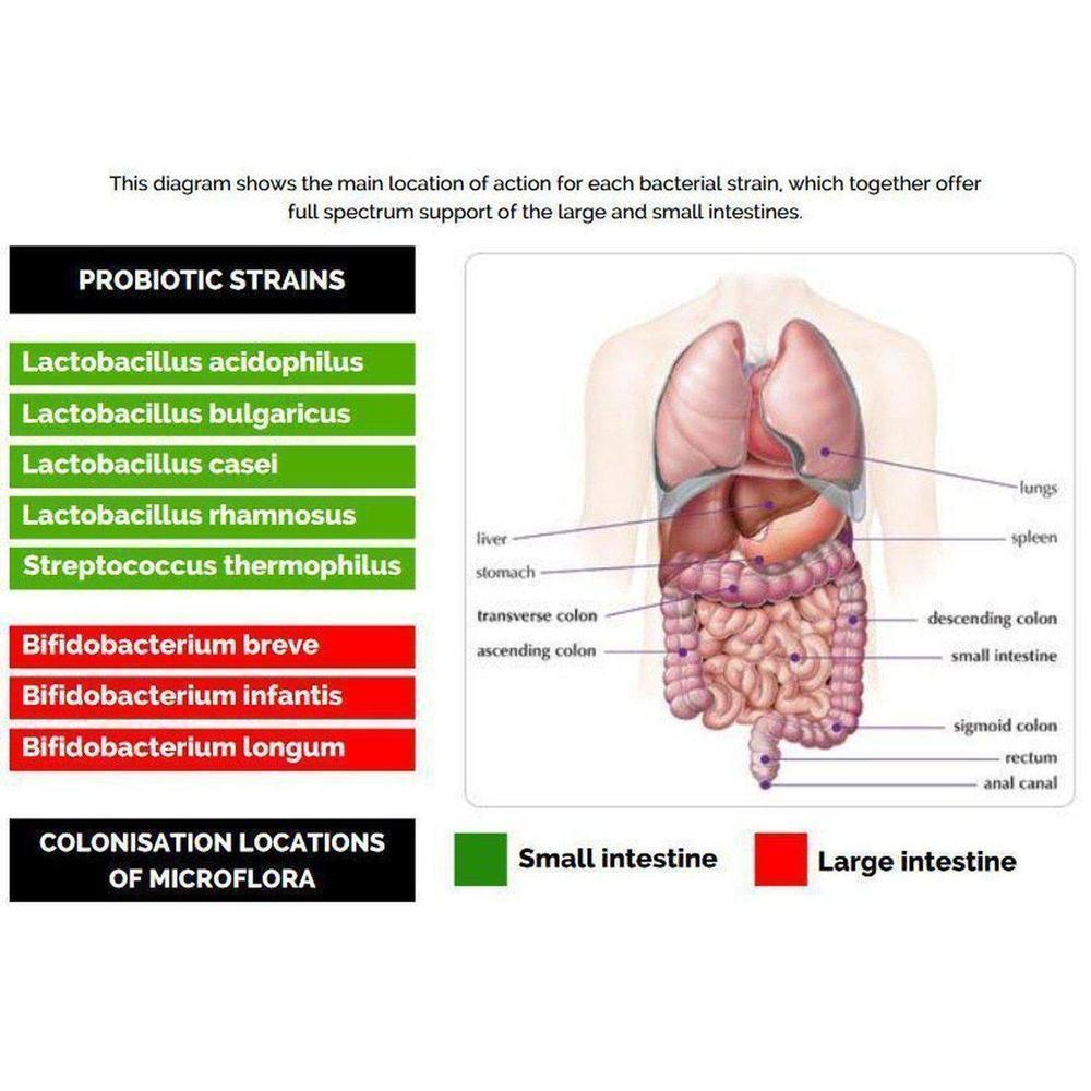 Buy VitaBio Flora | Vegan Multi-Strain Probiotic. High Strength Natural Immune & Gut Support - A high-strength, multi-strain probiotic health supplement with 4 billion friendly bacteria per capsule. Specifically formulated for natural health practitioners who treat digestive and intestinal disorders. Ideal for use following antibiotics, travelling abroad and colonic hydrotherapy treatment. at Sacred Remedy Online